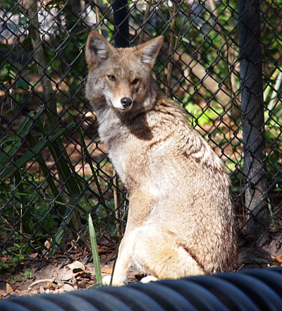 [The coyote was sitting on its haunches facing a fence before it turned its head around and looked in the general direction of the camera. This coyote has light brown and grey fur mixed together.]